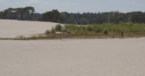晴れた夏の日に砂丘の所有者の前を歩く犬 — ストック動画