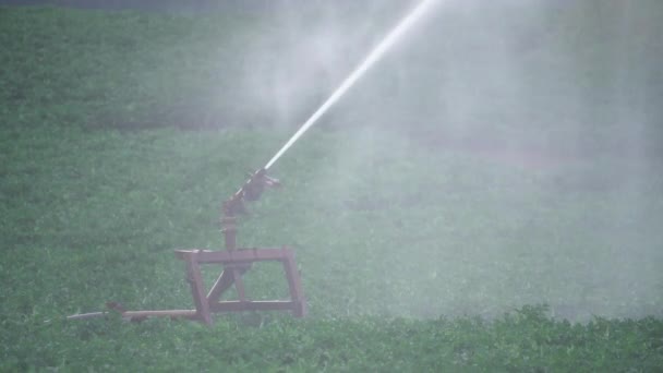 Zraszacz Nawadniania Pracy Podlewanie Zielonych Upraw Polu Zbliżenie — Wideo stockowe