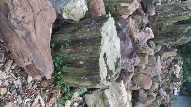 Mineral Stones Plants Wood Fossil Materials Stone Needs Jewelery Accessories — Wideo stockowe