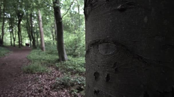 Secret Old Marking Tree Healed Looks Eye — ストック動画