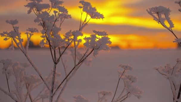 Hoarfrost Bush Foreground Cloudscape Sunrise Background Time Lapse Blurred Background — Stockvideo