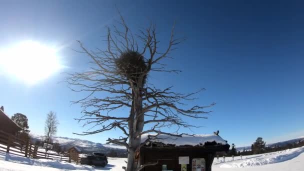 带着巨大的乌鸦窝在白雪覆盖的冬景和强烈的阳光背景下漫步在枯死的老树上 — 图库视频影像