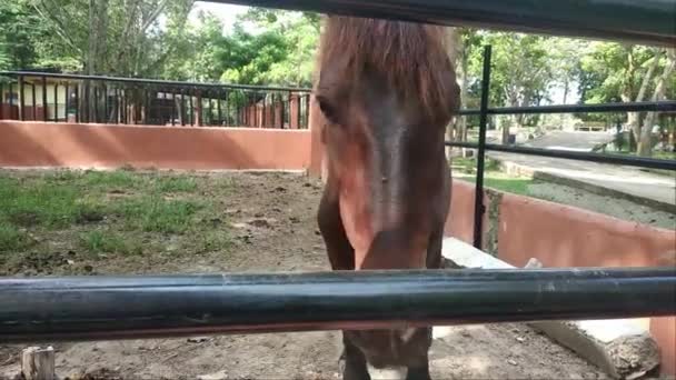 Black Horse Metal Cage Zoo — Video