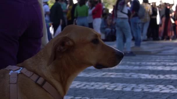 Close Dog Looking Crowded Square Lisbon Celebration April Revolution — Vídeo de Stock