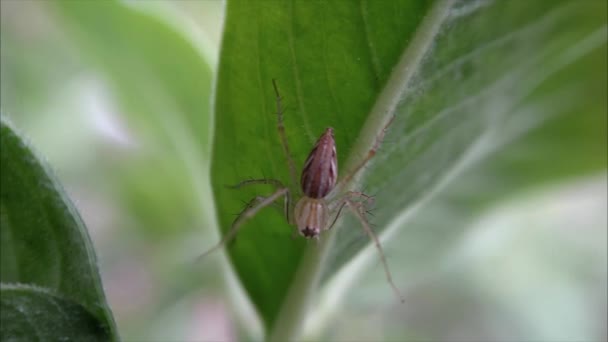 Orange Spider Videos Spider Insect Transparent Body Color — стоковое видео