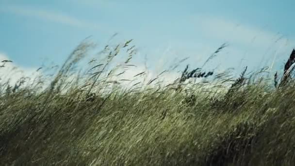 Close Shot Tall Green Grass Swaying Wind Slow Motion Pan — ストック動画