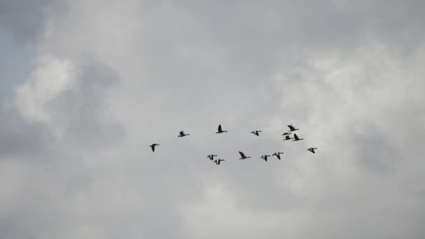 Flock Wild Geese Sky Slow Motion — Stock video