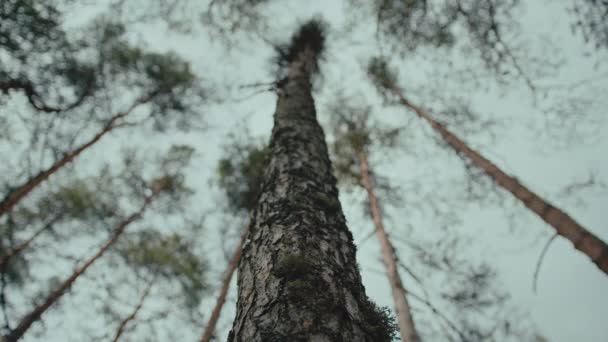 Upshot View Bottom Tree Forest Canopy — Stockvideo