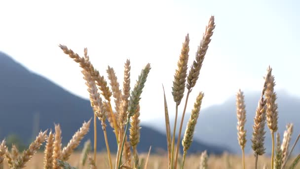 Ripe Wheat Barley Rye Cornfield Windless Sunny Day Zoom Close — Stock video