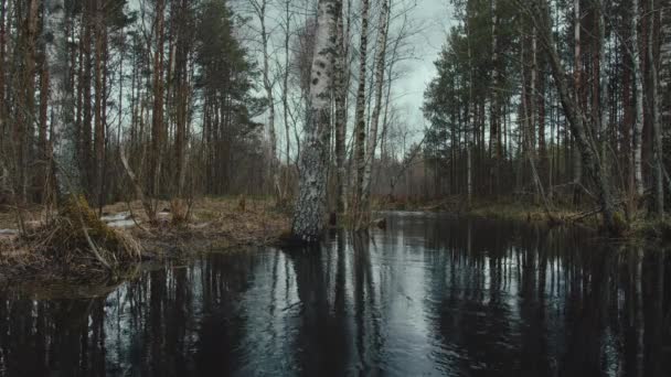 Static Shot Peaceful Forest Pond Winter — стоковое видео