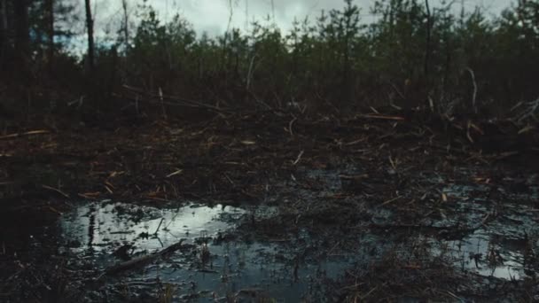 Tilt Shot Puddle Branches Forest Floor — Wideo stockowe