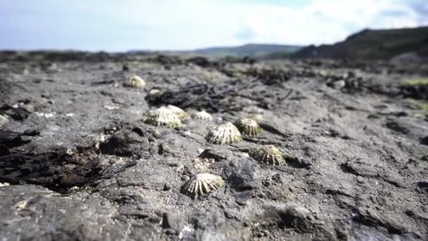 Sea Shells Stuck Rocks — Stok Video