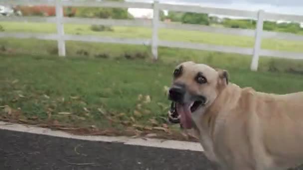 Dog Running Happy Farm Animals Playing Close Shot — Vídeo de stock
