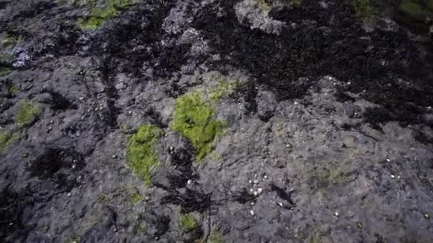 360 Shot Sea Weed Sea Shells Shore — Αρχείο Βίντεο