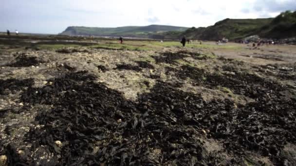 Sea Weed Covered Beach People Background — Video