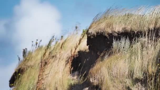 Wind Sways Tall Grass Coastal Dunes Slow Motion Pan Follow — Video Stock