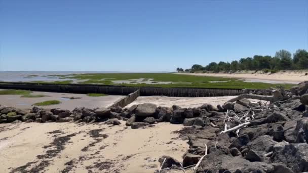 Estuary Mdoc France Sandy Beach Full Shell Vegetation — Stockvideo