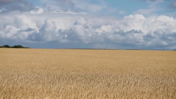 Golden Yellow Wheat Fields Cloudy Blue Sky Slow Motion Pan — 图库视频影像