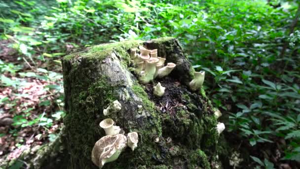 Person Littering Forest Leaving Empty Bottles — Stock video