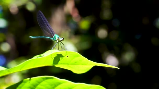 Green Iridescent Dragonfly Perched Green Leaf Flying Khao Sok Jungle — Stock videók