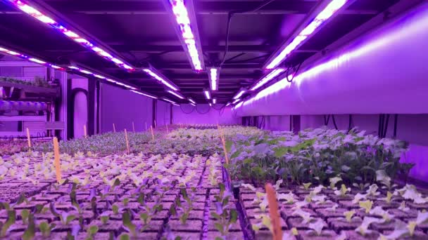 Vertical Farming Static Shot Salad Plants Being Growing Supermarket — Stock video