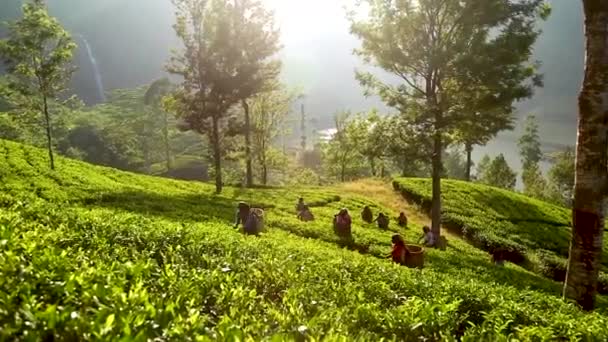 Tea Plantation Industry Export Agriculture Sri Lanka Green Tea Leaves — Vídeo de Stock