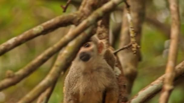 Mother Squirrel Monkey Baby Climbing Tree Amazon Rainforest — 图库视频影像