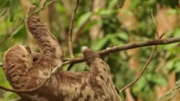 Seeing Wild Brown Throated Sloth Boat Amazon River Rainforest — Vídeo de Stock