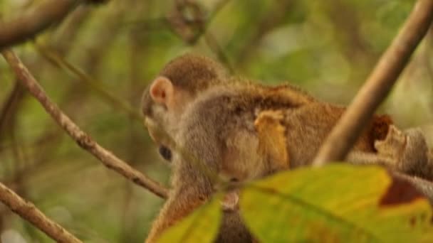 Mother Squirrel Monkey Baby Clinging Her Tree Amazon Rainforest — Vídeo de stock