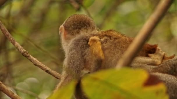 Squirrel Monkey Baby Slung Her Belly Clinging Her Back — Stok video