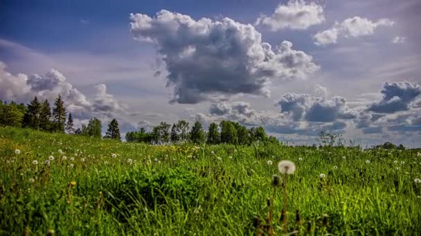 Dynamic Cloudscape Field Wild Dandelions Grass Evergreen Trees Rural Landscape — Video