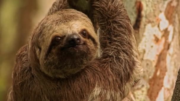 Wild Brown Throated Sloth Tree Amazon Rainforest — стоковое видео