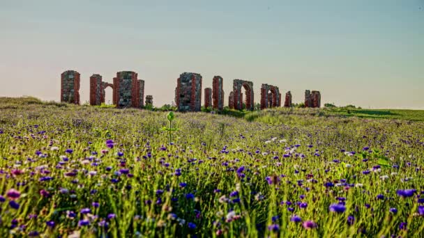 Cornflower Grow Wild Field Ancient Ruins Smiltene Stonehenge Background Latvian — Wideo stockowe