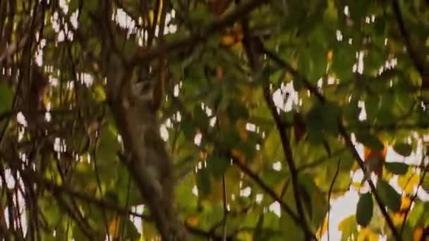 Squirrel Monkey Climbing Trees Canopy Amazon Rainforest — Stok video