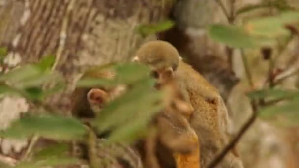 Mother Baby Squirrel Monkey Climbing Trees — Stockvideo