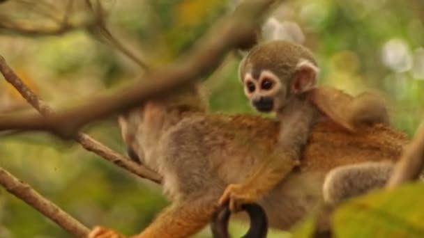 Mother Squirrel Monkey Carries Baby Clinging Her Back — Stock video