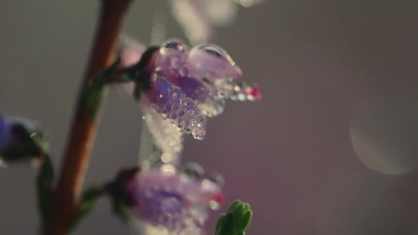Blooming Heather Flower Buds Covered Drops Dew Selective Focus — Vídeo de Stock