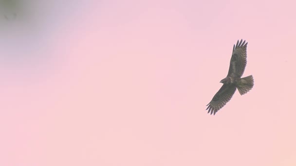 European Honey Buzzard Flying Mid Air Rosy Pink Sky View — Stok video