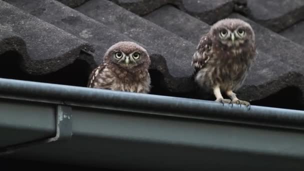 Telephoto View Two Little Owls Sitting Rooftops Drain Pipe Static — стоковое видео
