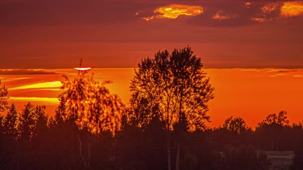 Timelapse Shot Sun Setting Pine Tree Forest Background Evening Time — Stok video