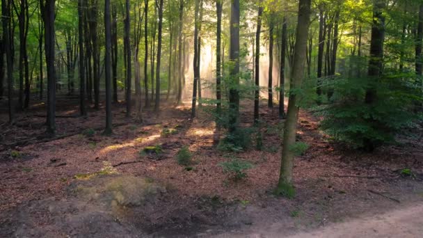 Sun Shining Trees Forest Aerial — Video Stock