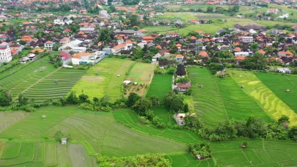 Vibrant Green Rice Field Terraces Rural Part Island Bali Aerial — Stockvideo