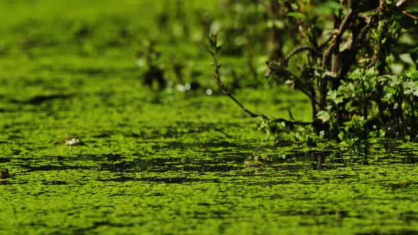 Frogs Dipped Green Algae Covered Swamp Static Zoom Out — Wideo stockowe