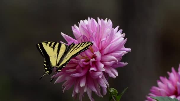 Swallowtail Butterfly Pink Flower — Vídeo de Stock