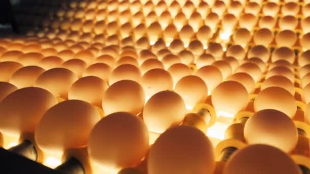 Sorting Screening Eggs Production Line Food Industry Slow Motion Agro — Stock video