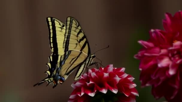 Swallowtail Butterfly Red Flower — Vídeos de Stock