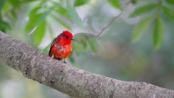 Common Vermilion Flycatcher Pyrocephalus Rubinus Beautiful Bright Red Plumage Perching — Stock Video