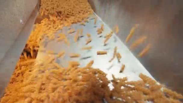 Pasta Factory Pasta Production Stages Close Dry Macaroni Spilling Machine — Wideo stockowe