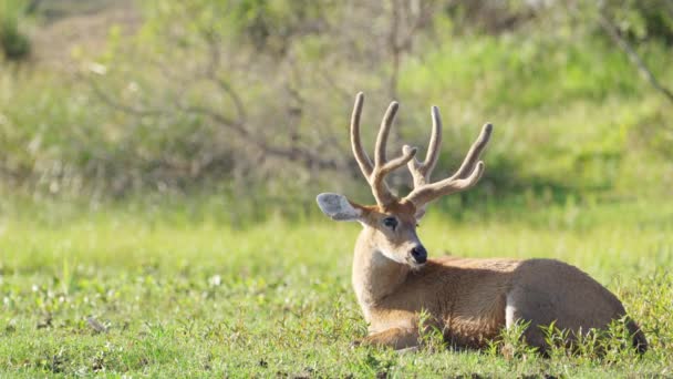 Ruminant Marsh Deer Blastocerus Dichotomus Bony Horn Resting Green Grass — Vídeo de Stock