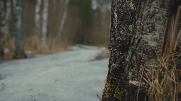 Woman Hikes Forest Tree Foreground Slow Motion — Vídeo de Stock